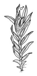 Fissidens  leptocladus, habit ♂ plant. Drawn from J.E. Beever 70-16, AK 284382.
 Image: R.C. Wagstaff © Landcare Research 2014 